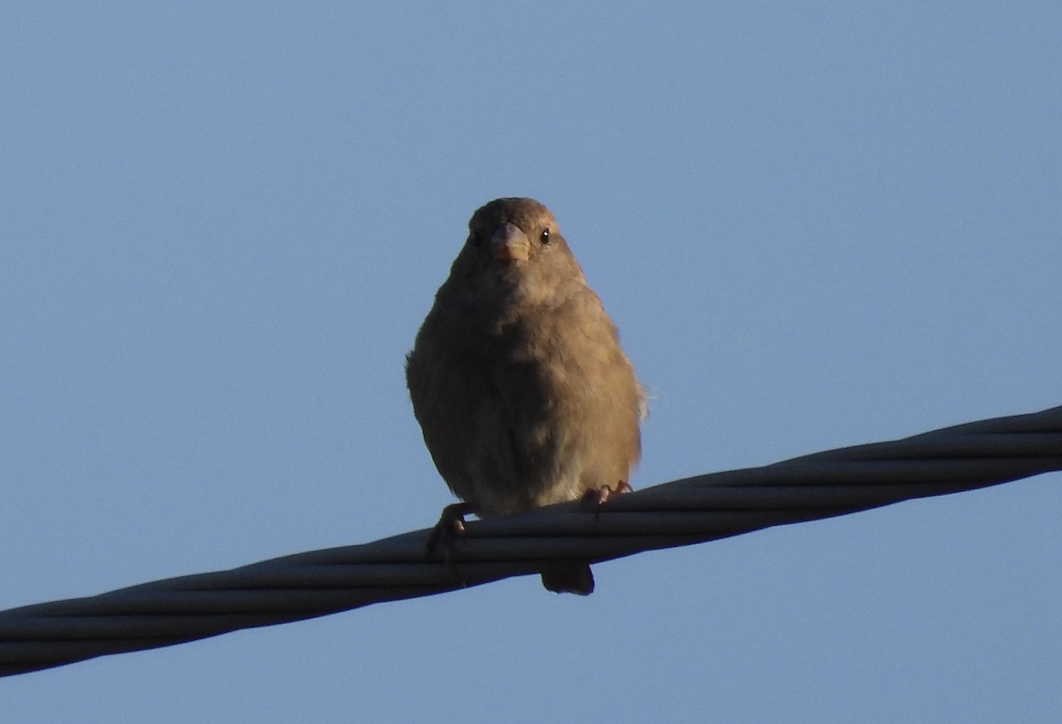 House Sparrow - ML641982872