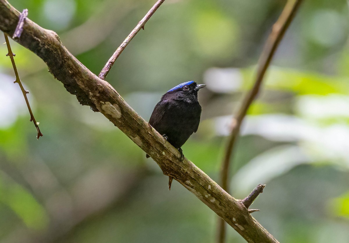 Velvety Manakin - ML641982875