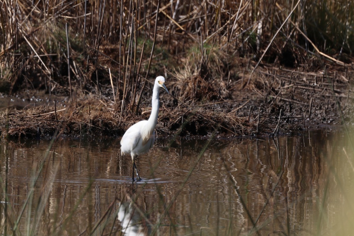 Little Egret - ML641982879
