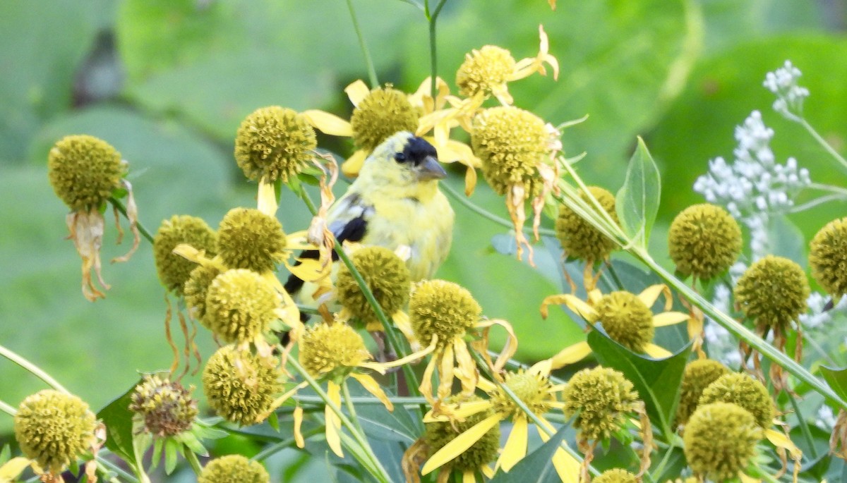American Goldfinch - ML641982880