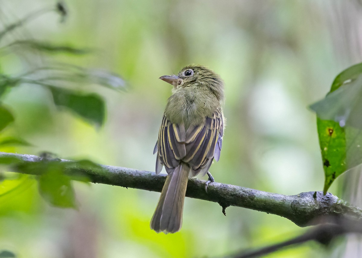Western Olivaceous Flatbill - ML641982885