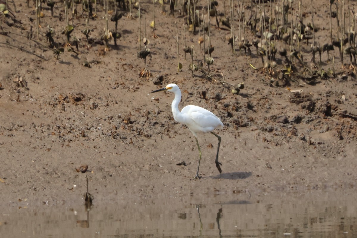 Little Egret - ML641982894