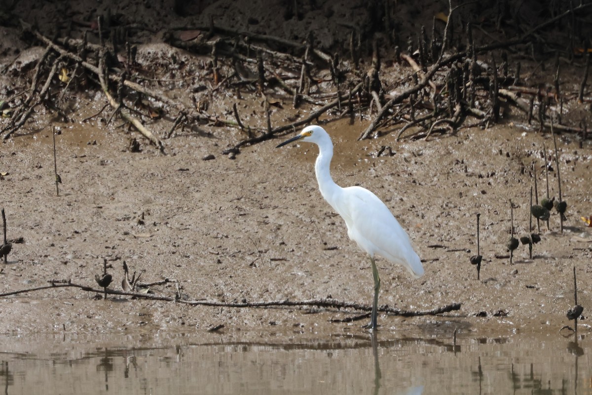 Little Egret - ML641982895