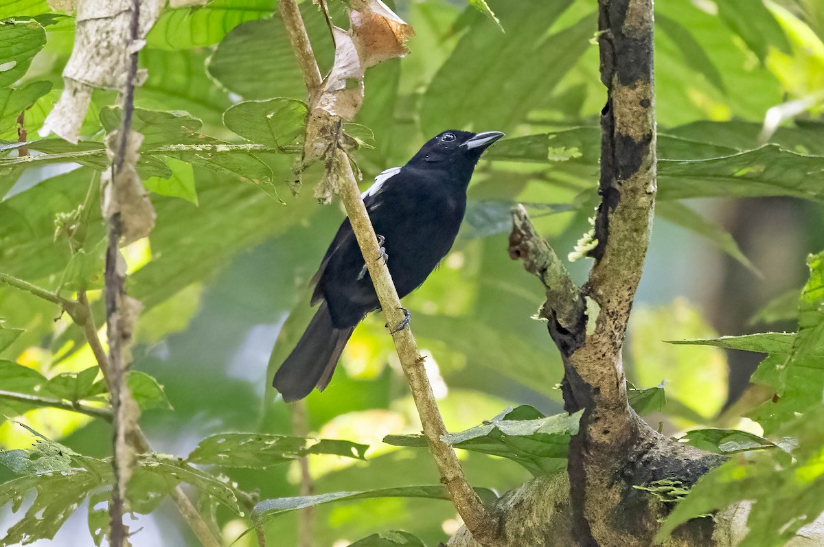 White-shouldered Tanager - ML641982898