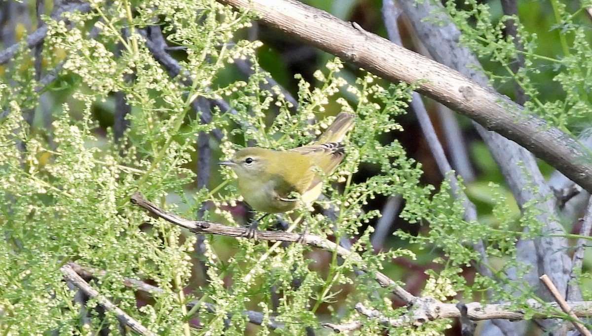 Tennessee Warbler - ML641982901