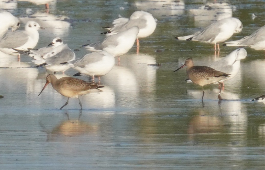 Hudsonian Godwit - ML641982904