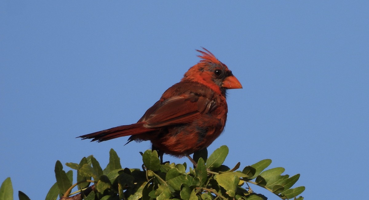 Northern Cardinal - ML641982909