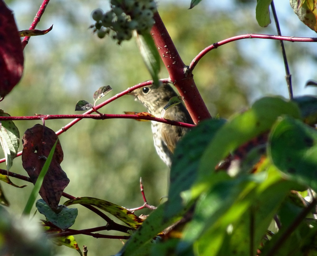 Hermit Thrush - ML641982921