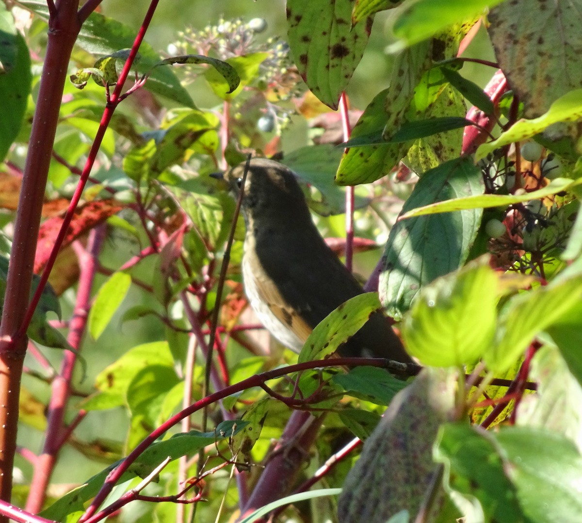 Hermit Thrush - ML641982922