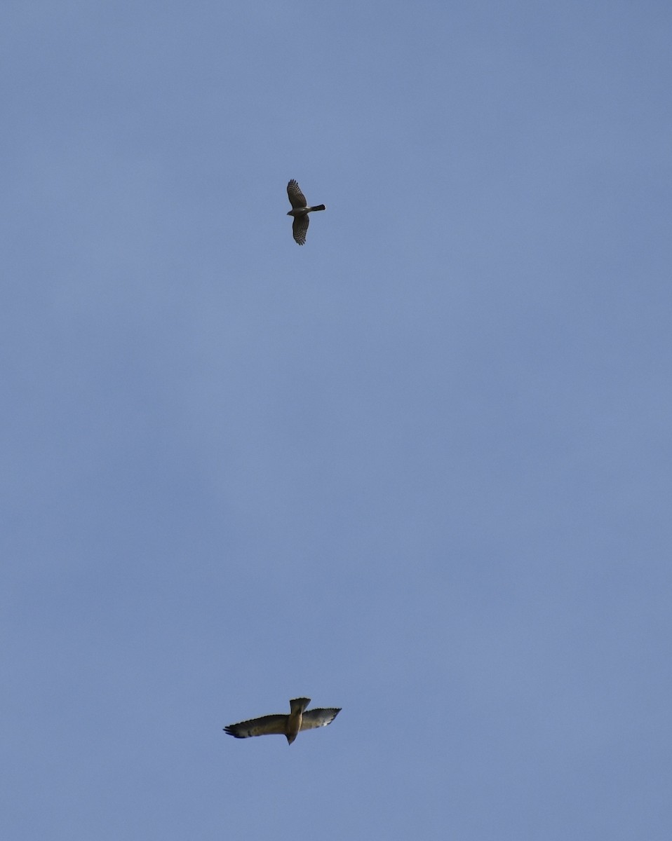 krahujec americký - ML641982937