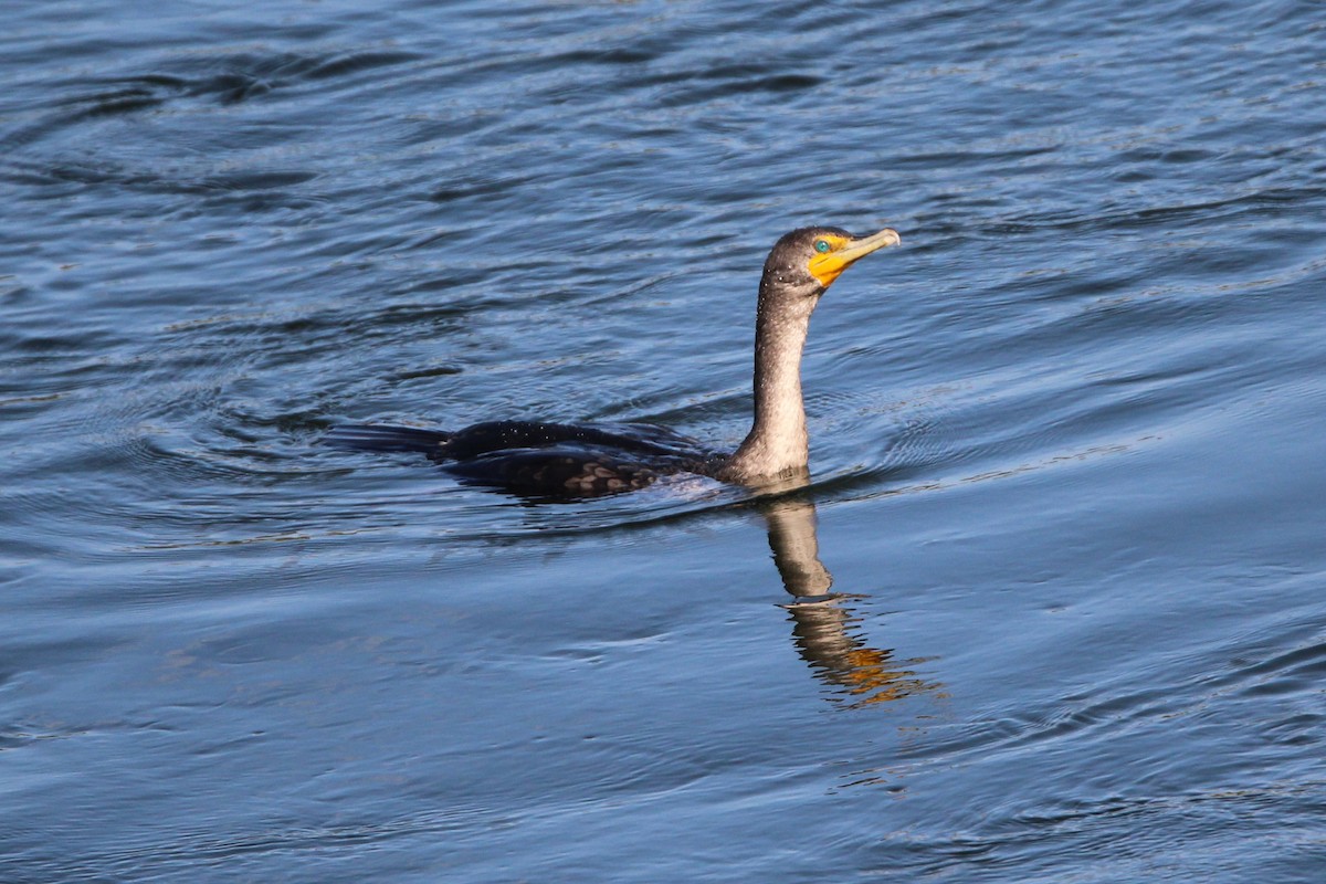 Cormorán Orejudo - ML641982941