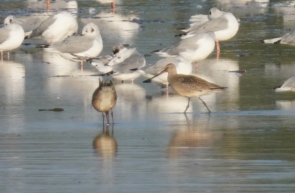 Hudsonian Godwit - ML641982954