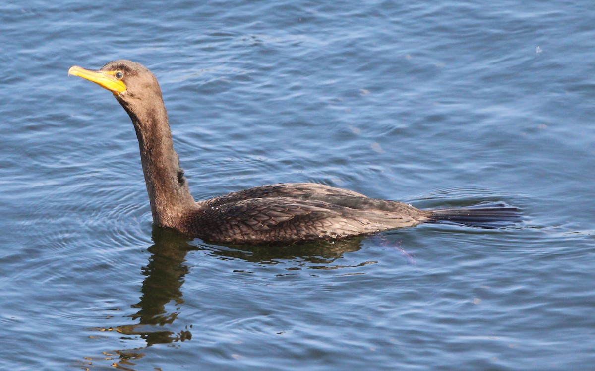 Cormorán Orejudo - ML641982971