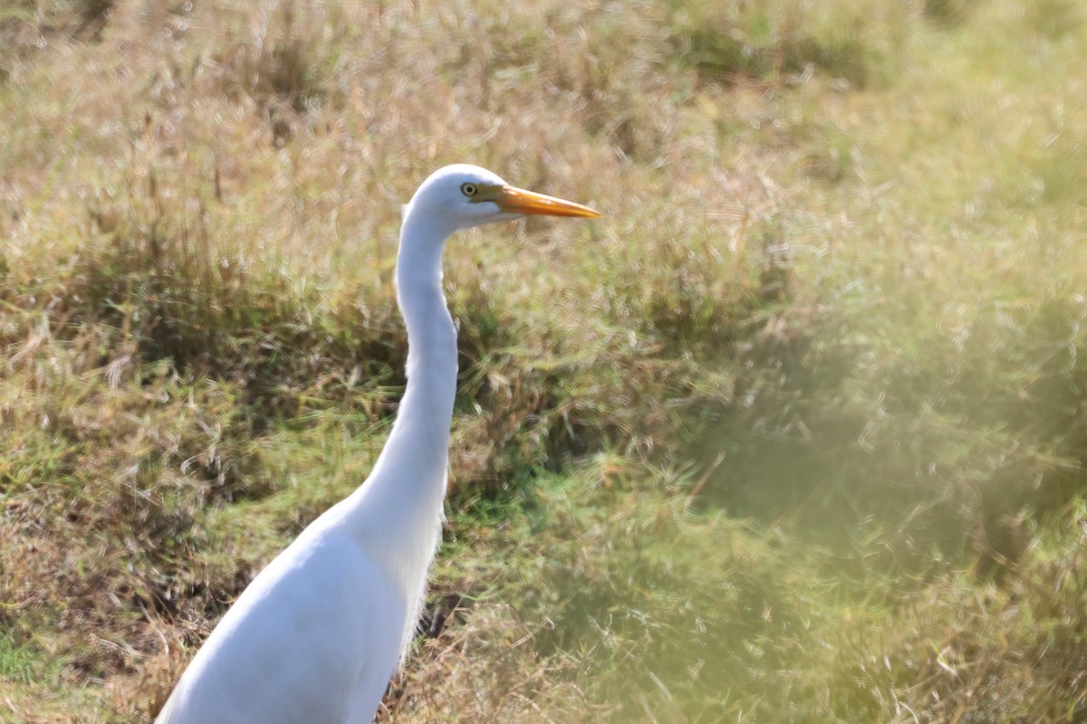 Plumed Egret - ML641982976