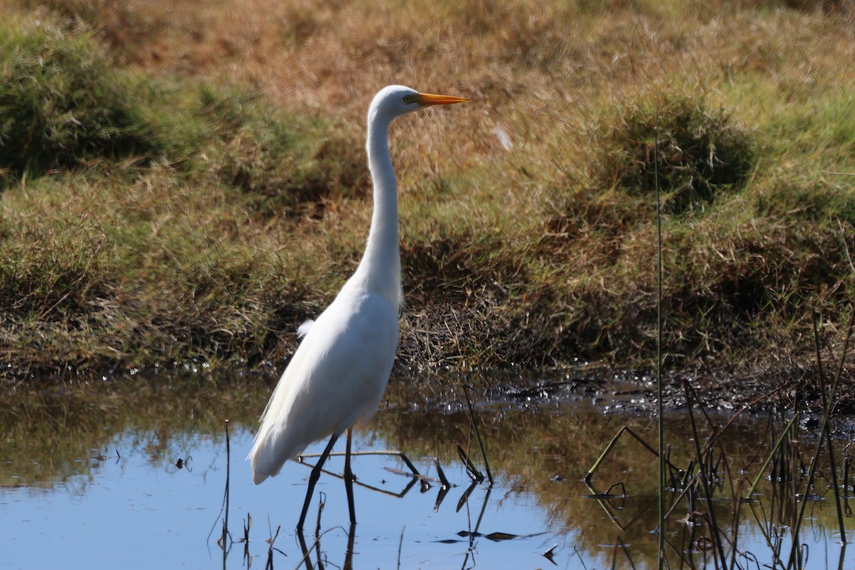 Plumed Egret - ML641982978