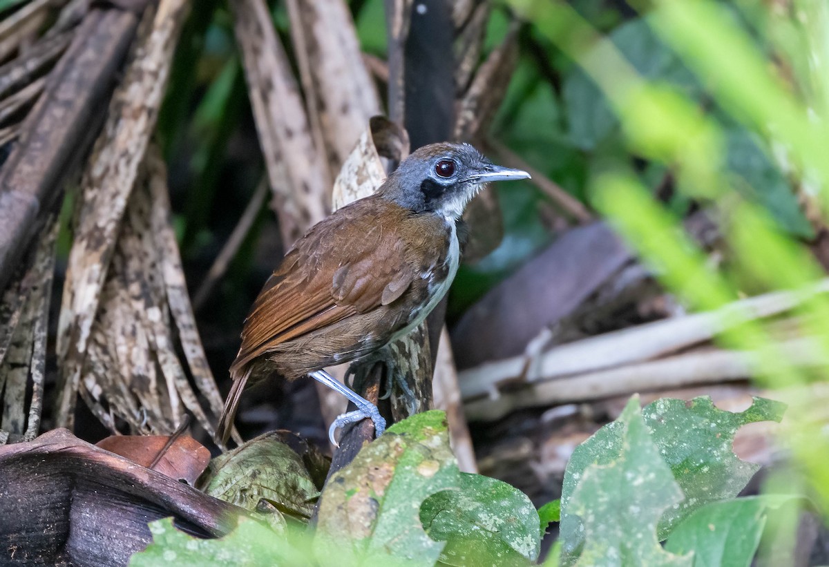 Bicolored Antbird - ML641982985