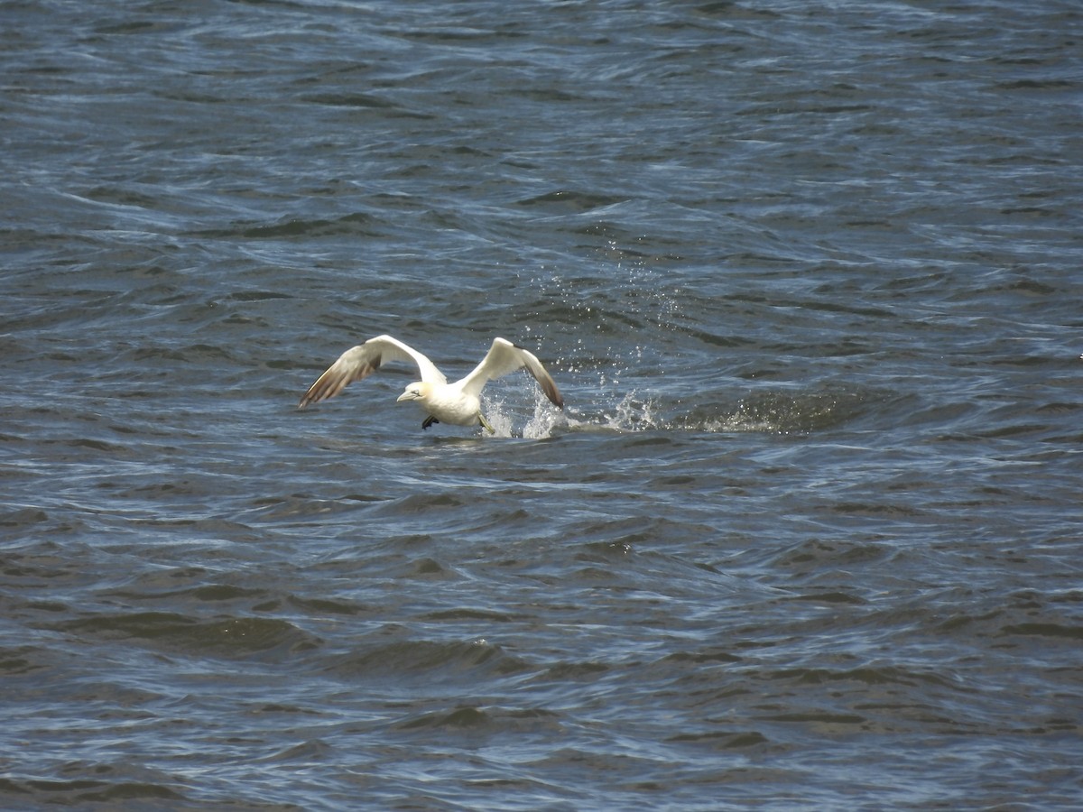 Northern Gannet - ML641982996