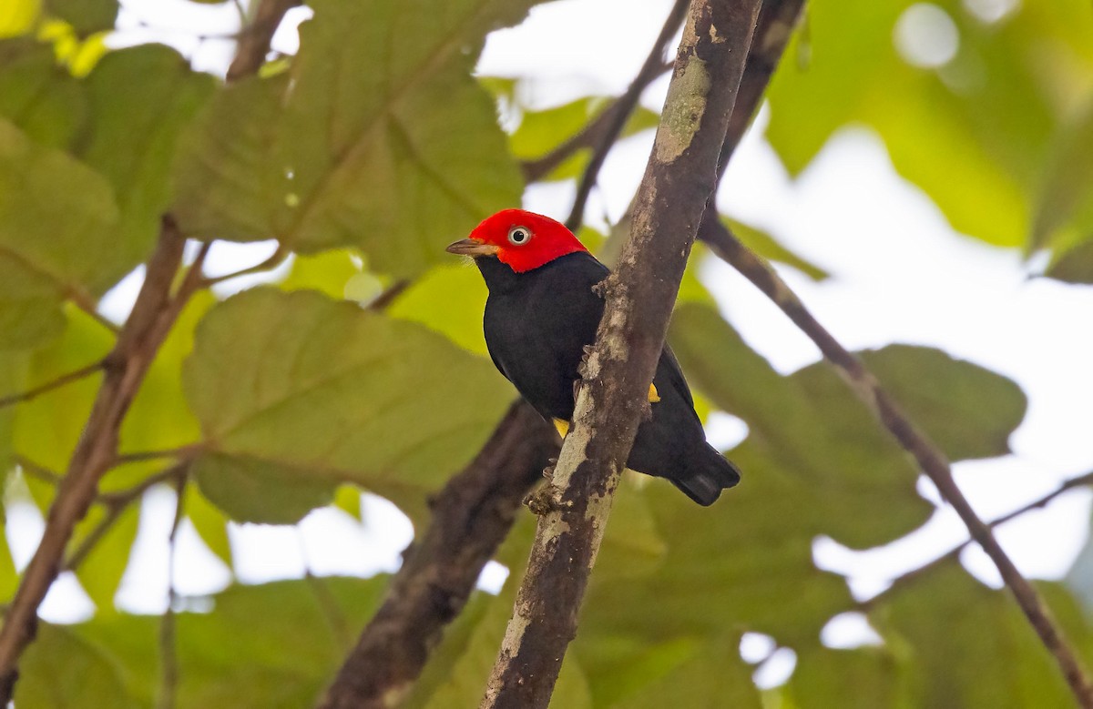 Red-capped Manakin - ML641983005