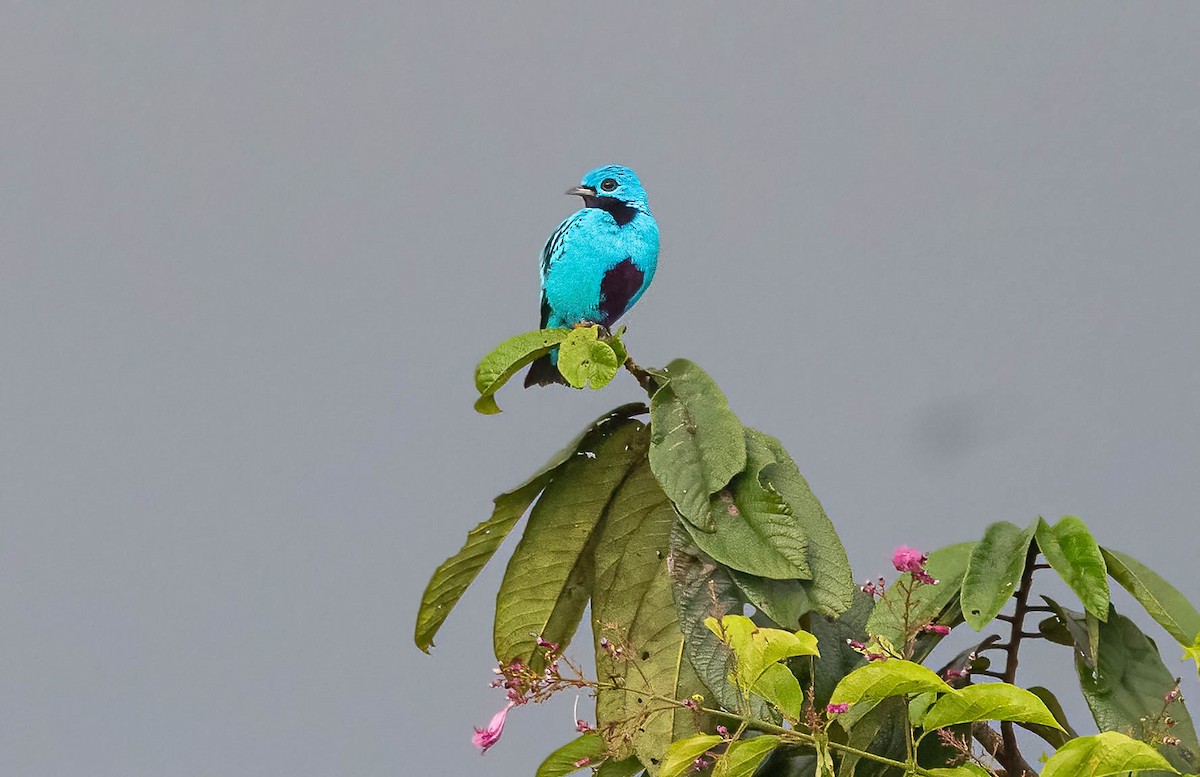 Blue Cotinga - ML641983011
