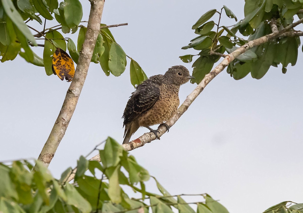Blue Cotinga - ML641983012