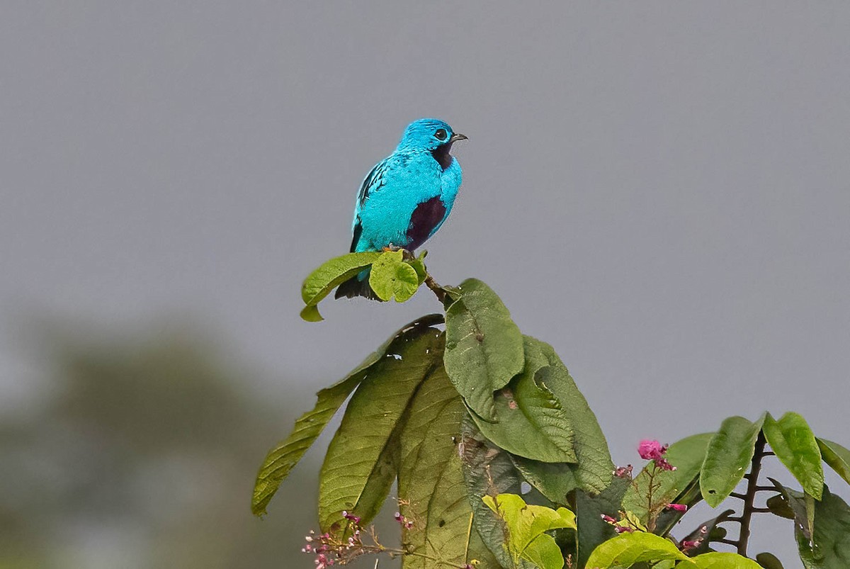 Blue Cotinga - ML641983013