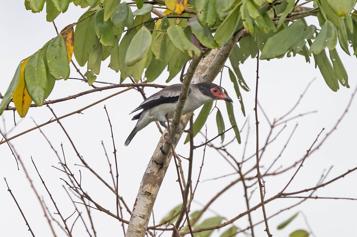 Masked Tityra - ML641983018