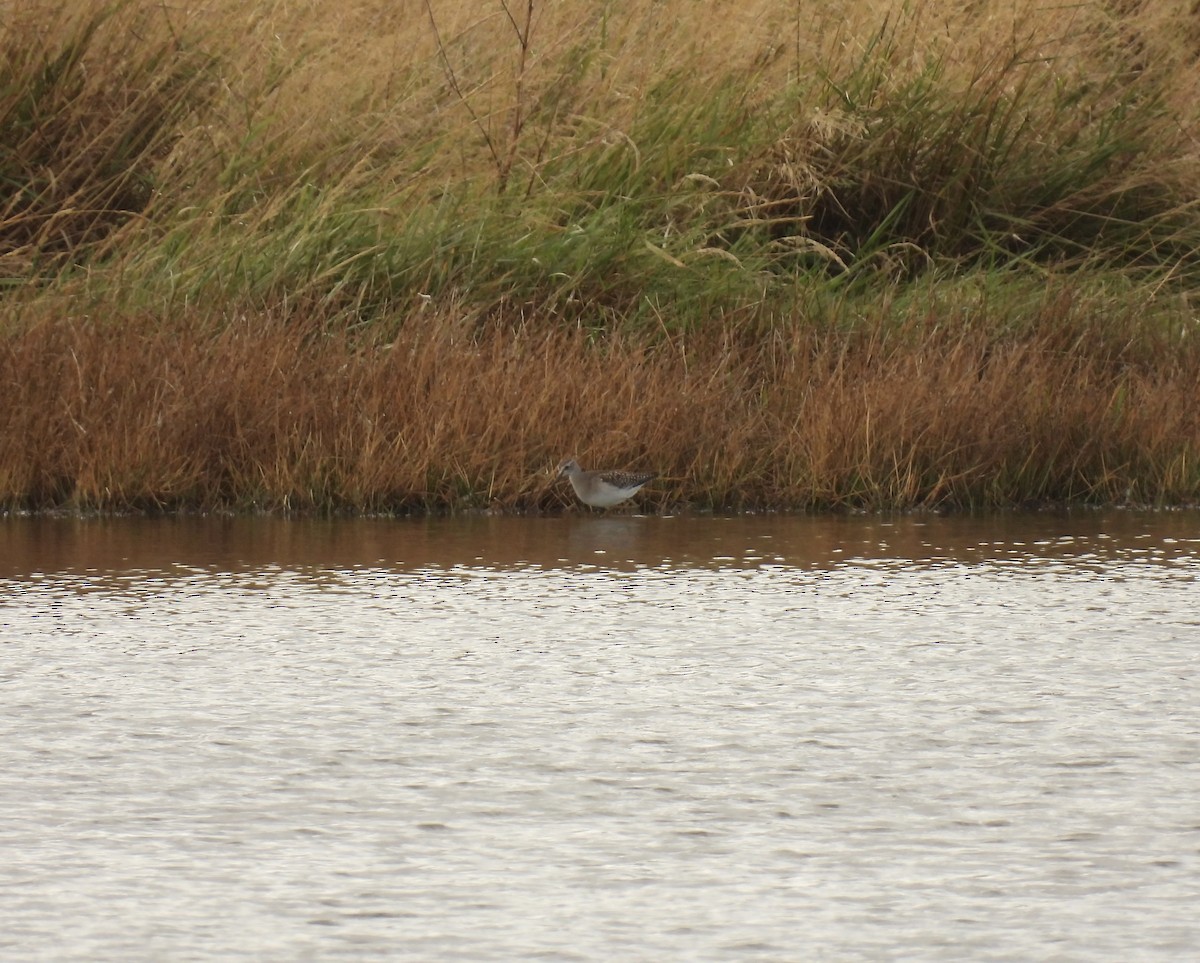 Bruchwasserläufer - ML641983025