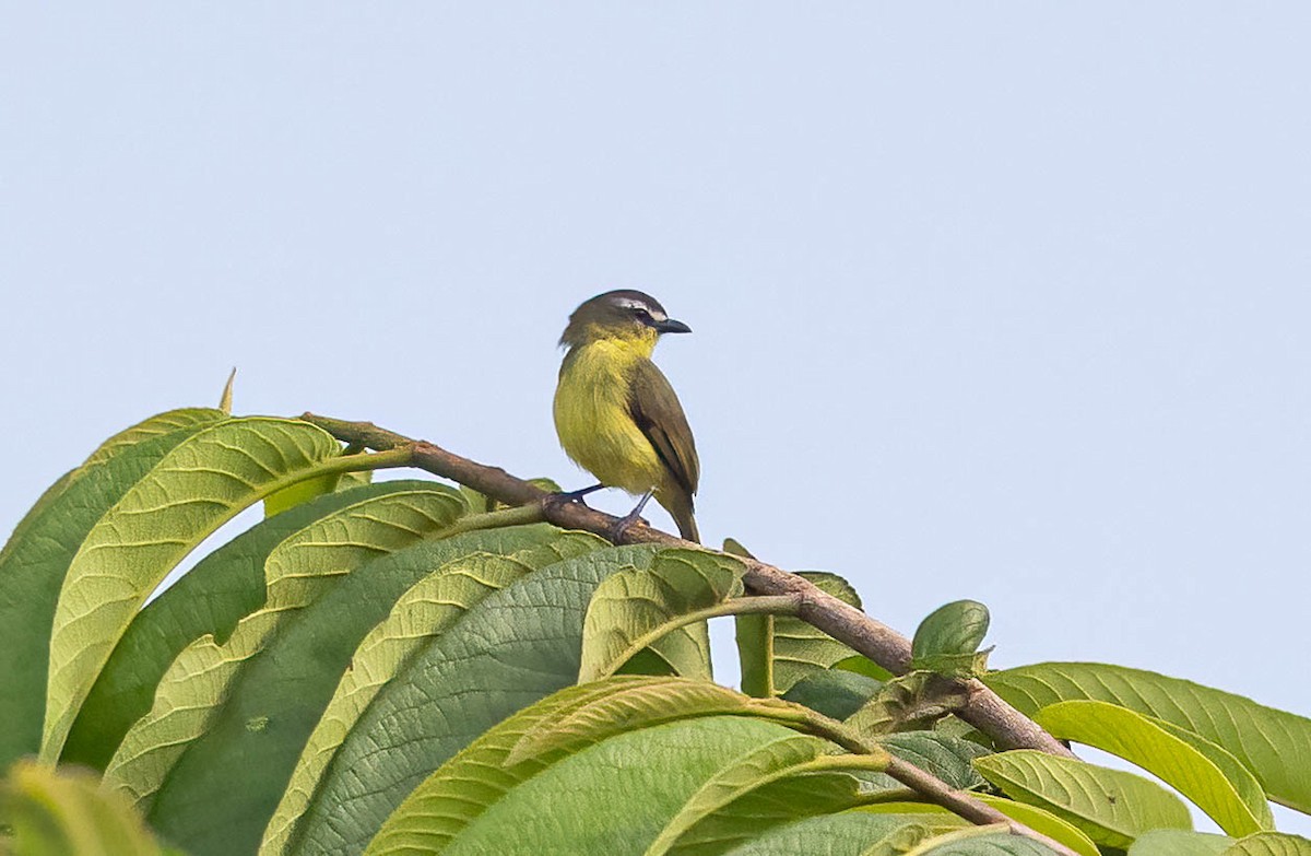 Brown-capped Tyrannulet - ML641983027
