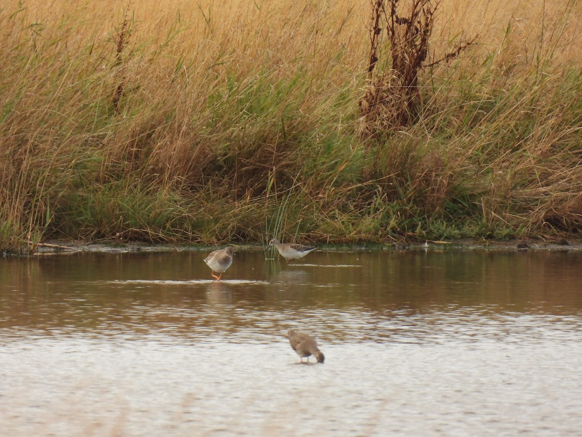 Bruchwasserläufer - ML641983028
