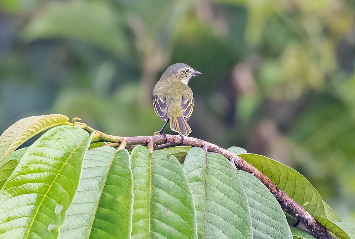 Mistletoe Tyrannulet - ML641983029
