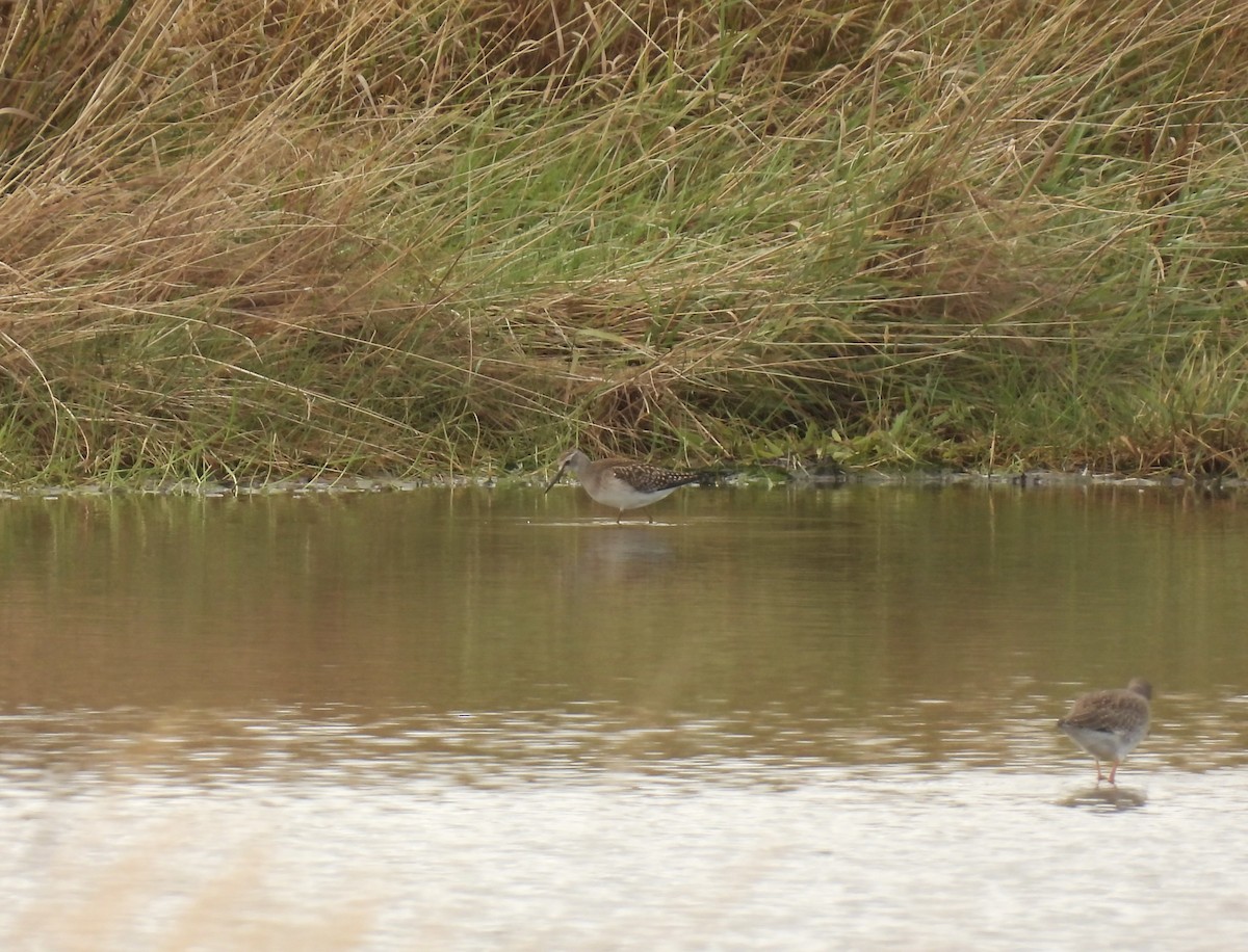 Bruchwasserläufer - ML641983031