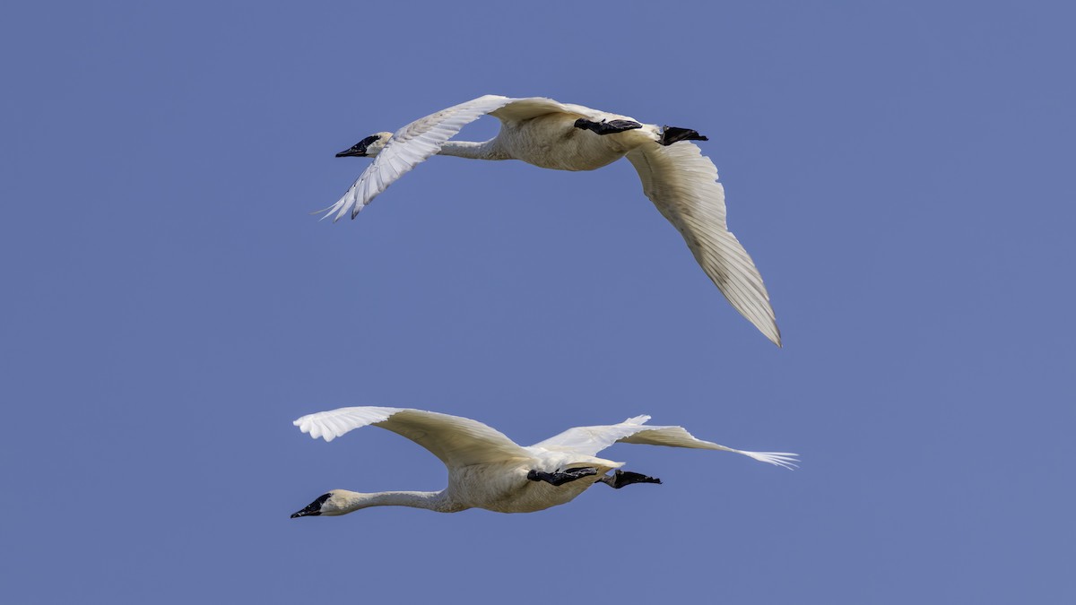 Trumpeter Swan - ML641983041