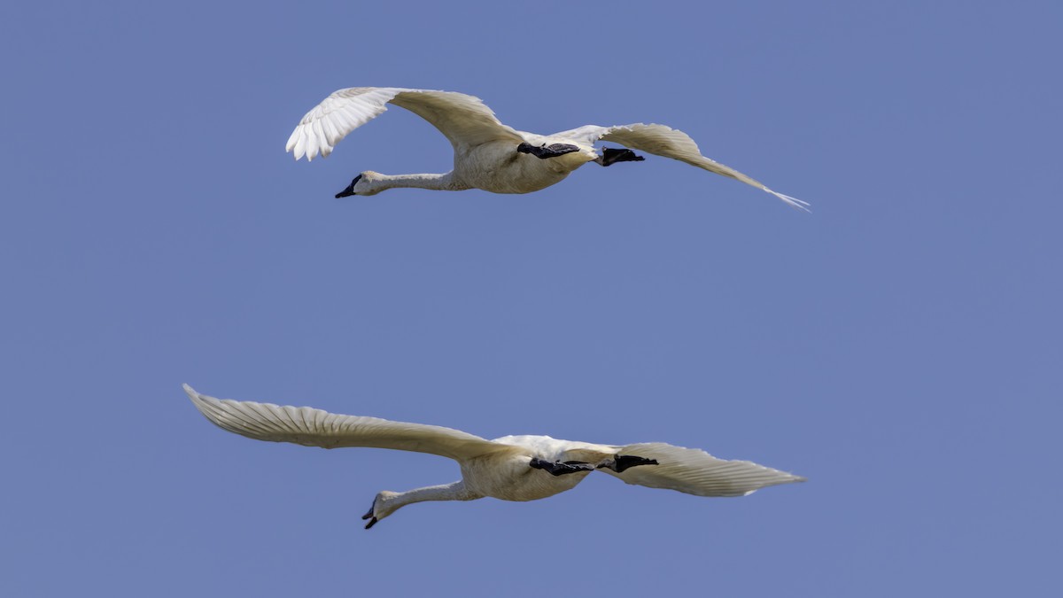 Trumpeter Swan - ML641983042