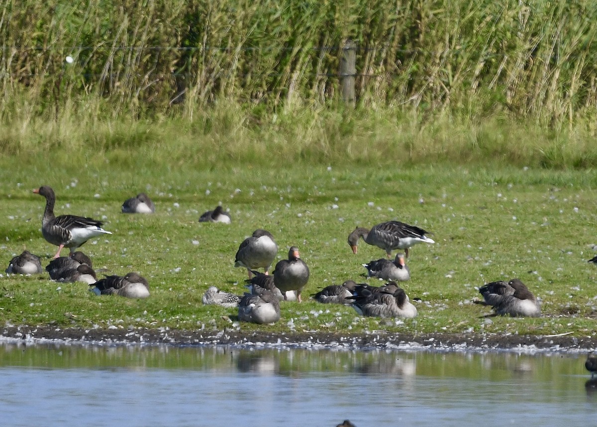 Graylag Goose - ML641983082