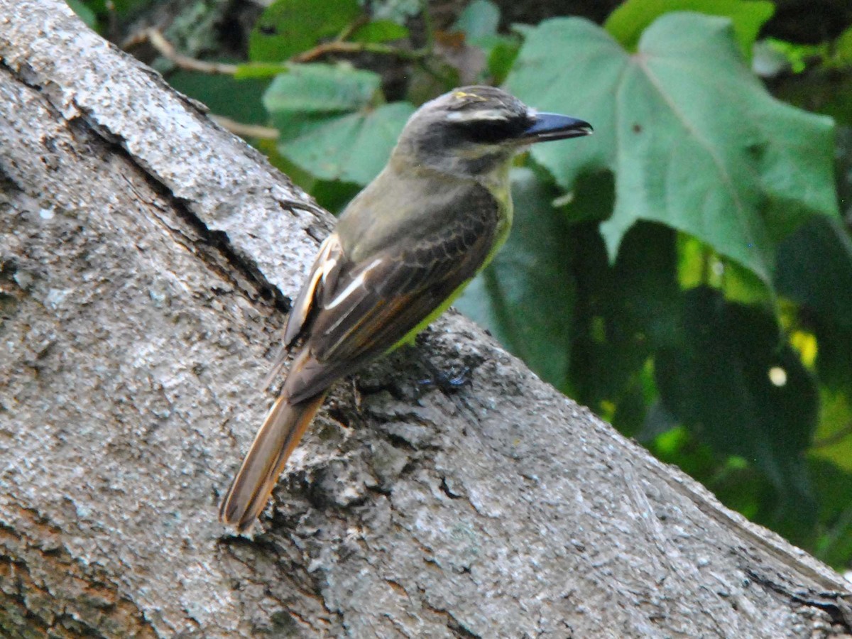 Golden-bellied Flycatcher - ML641983084