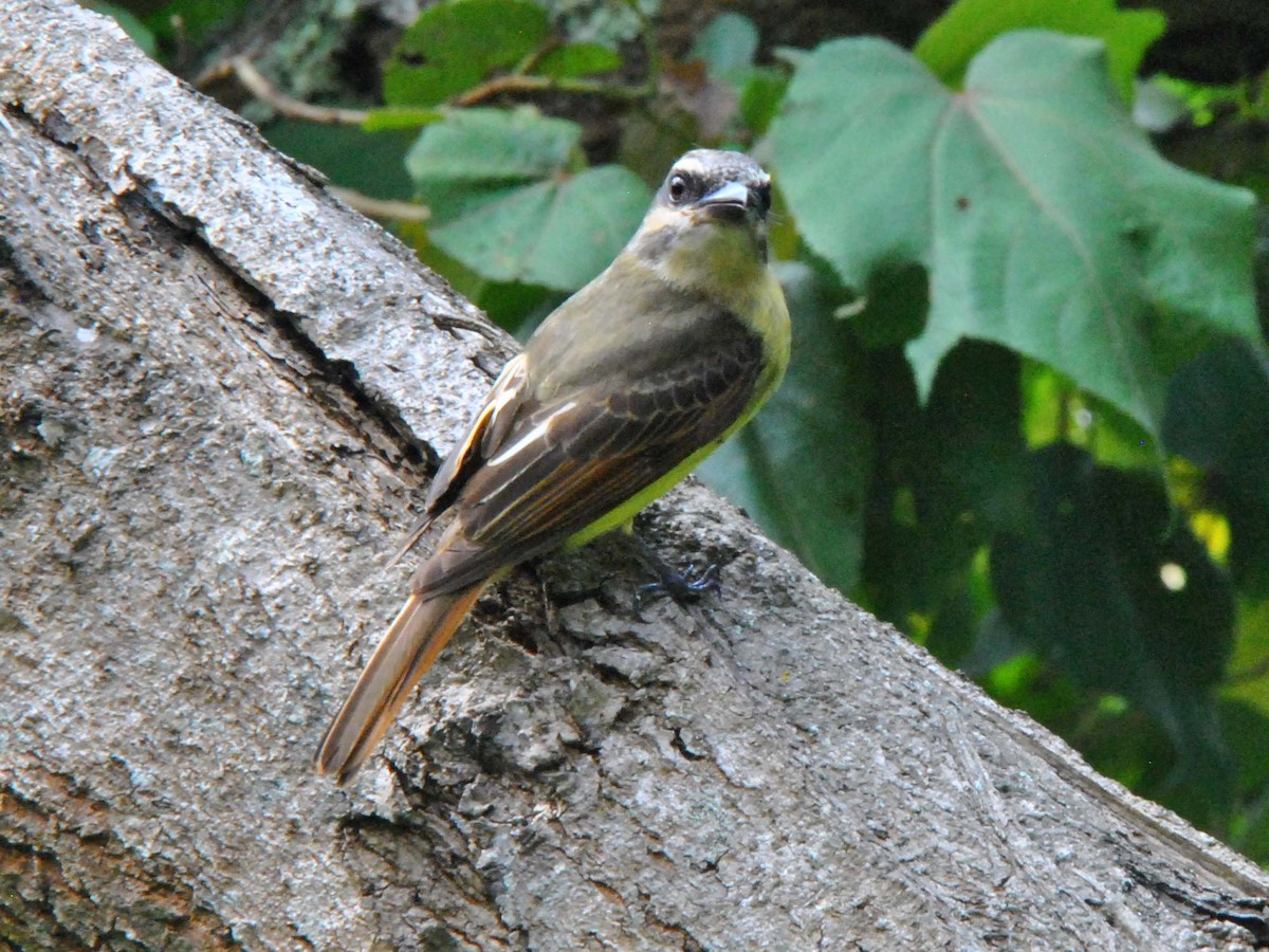 Golden-bellied Flycatcher - ML641983085