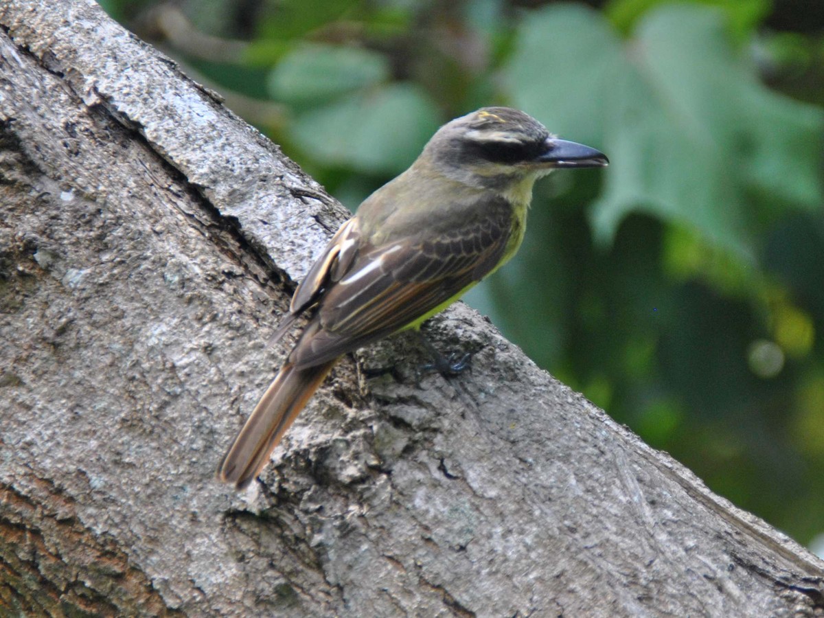 Golden-bellied Flycatcher - ML641983086