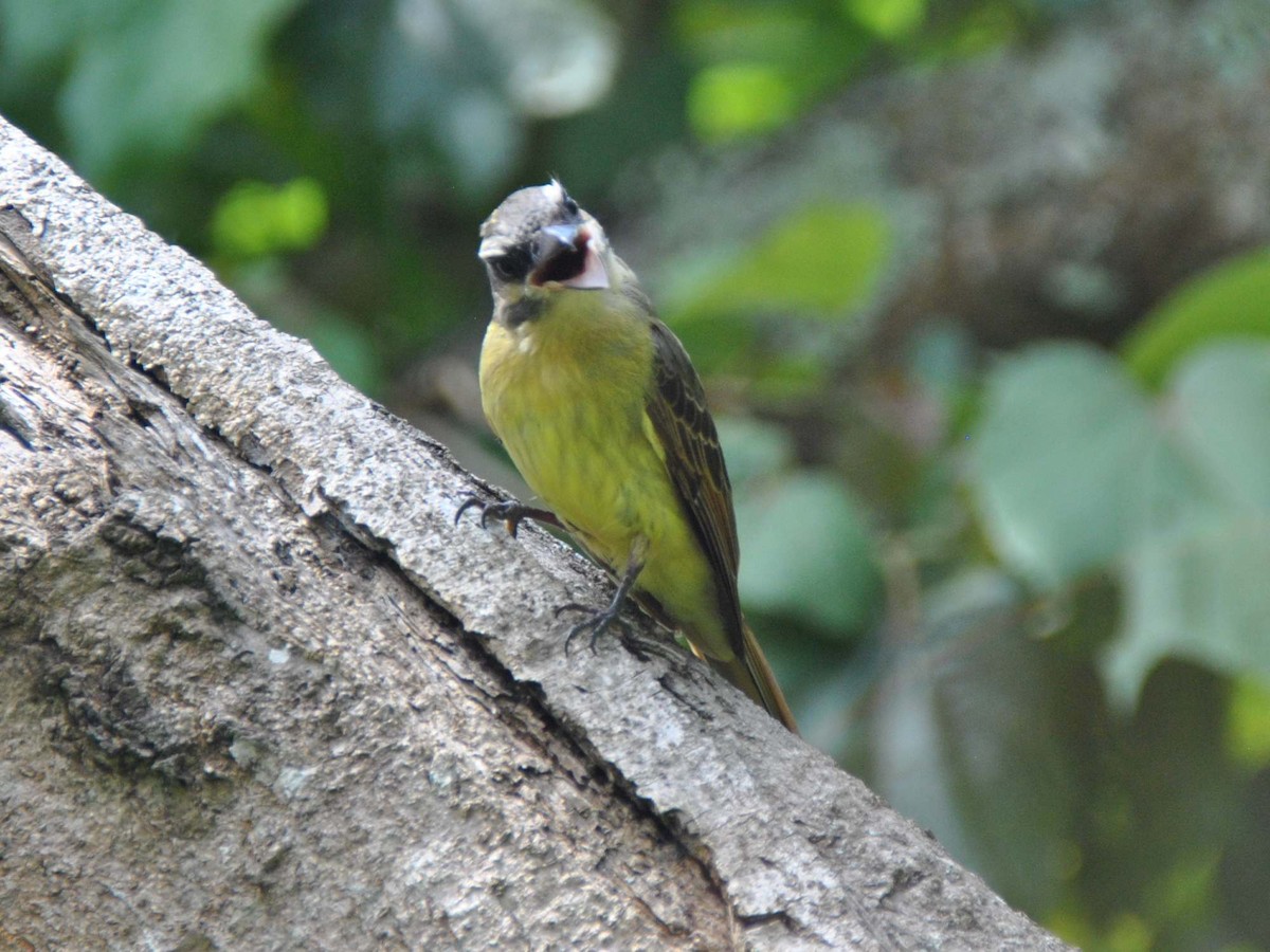 Golden-bellied Flycatcher - ML641983087