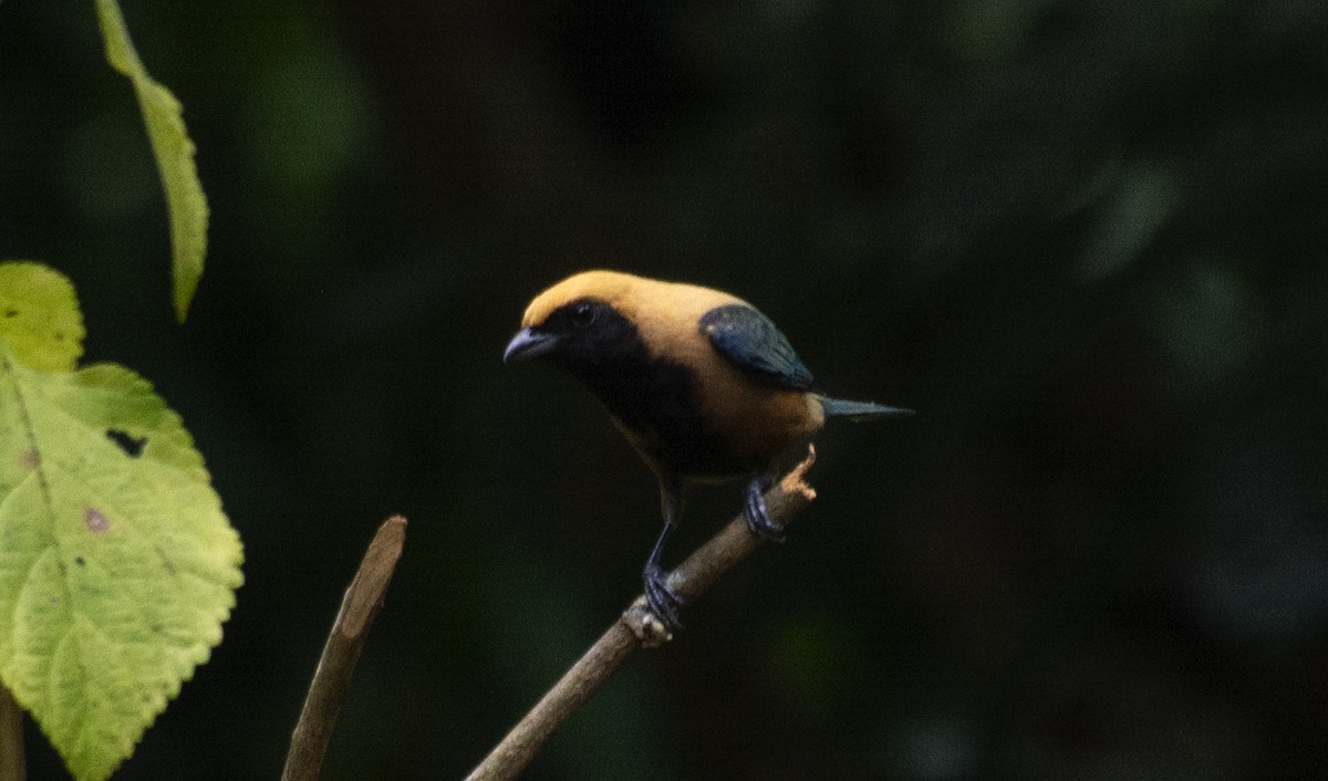Burnished-buff Tanager - ML641983088