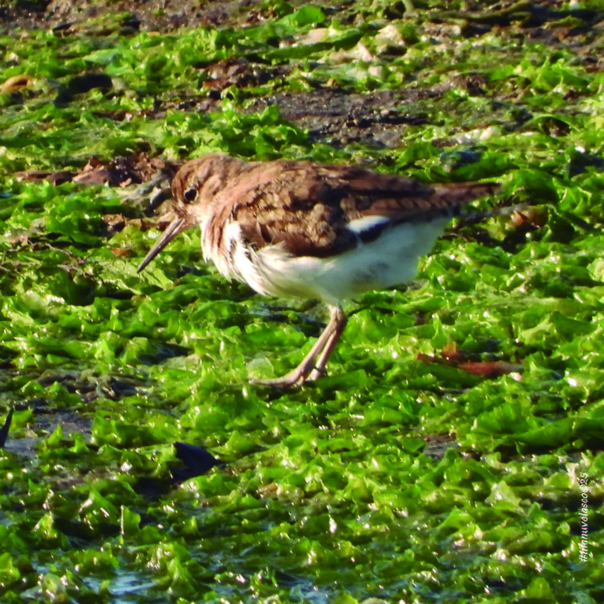 Common Sandpiper - ML641983103
