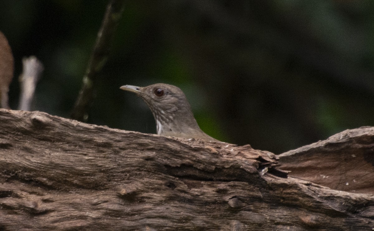 Pale-breasted Thrush - ML641983112