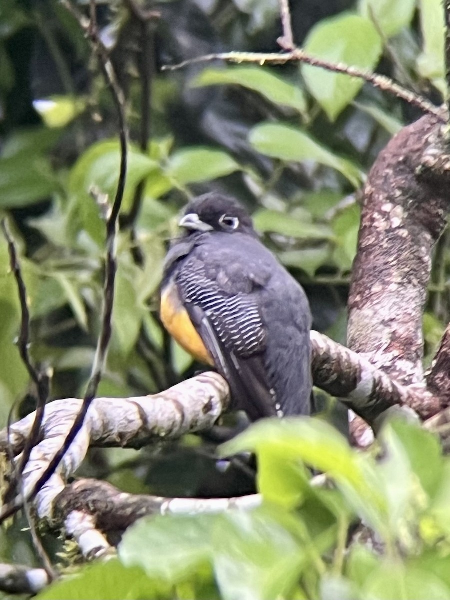 Gartered Trogon - ML641983117