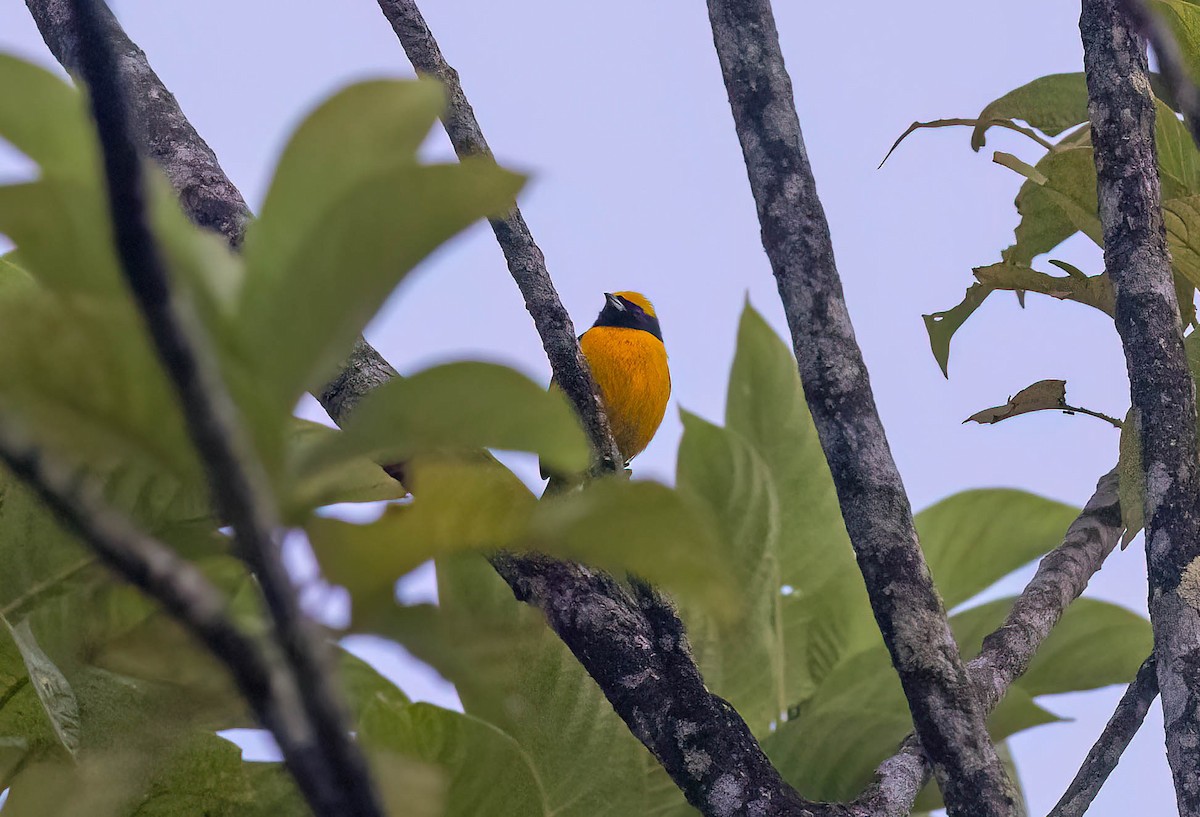 Yellow-crowned Euphonia - ML641983118