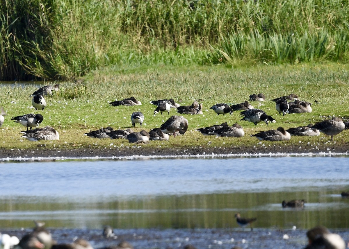 Barnacle Goose - ML641983120