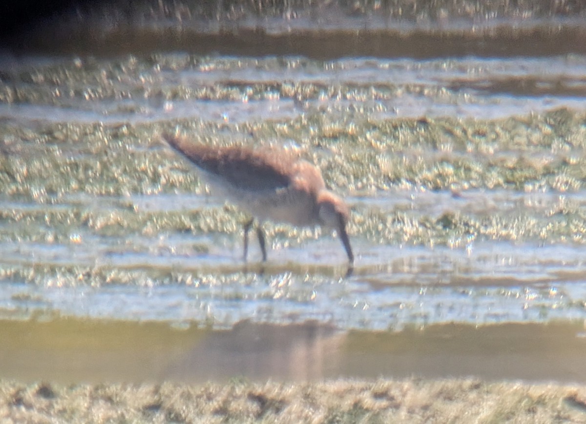 Calidris sp. - ML641983175