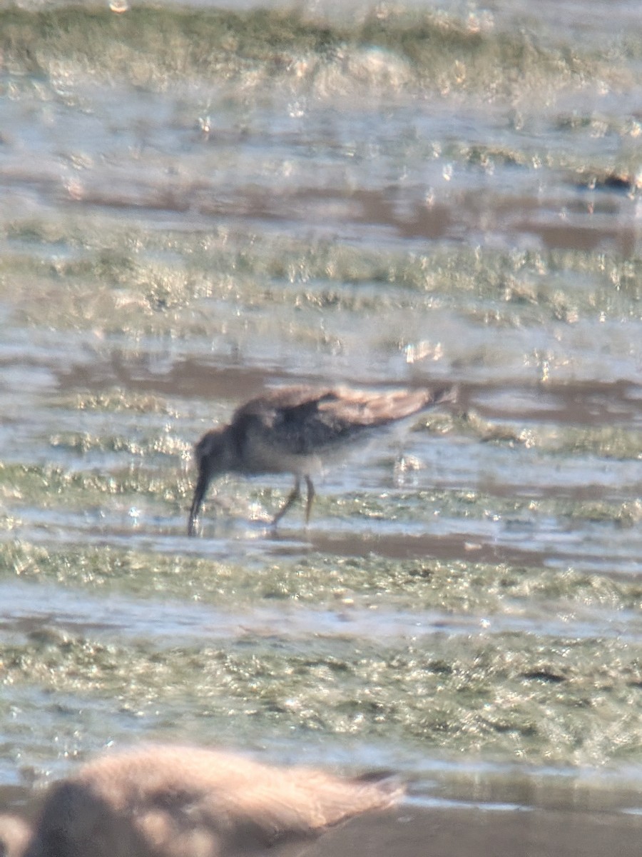 Calidris sp. - ML641983186