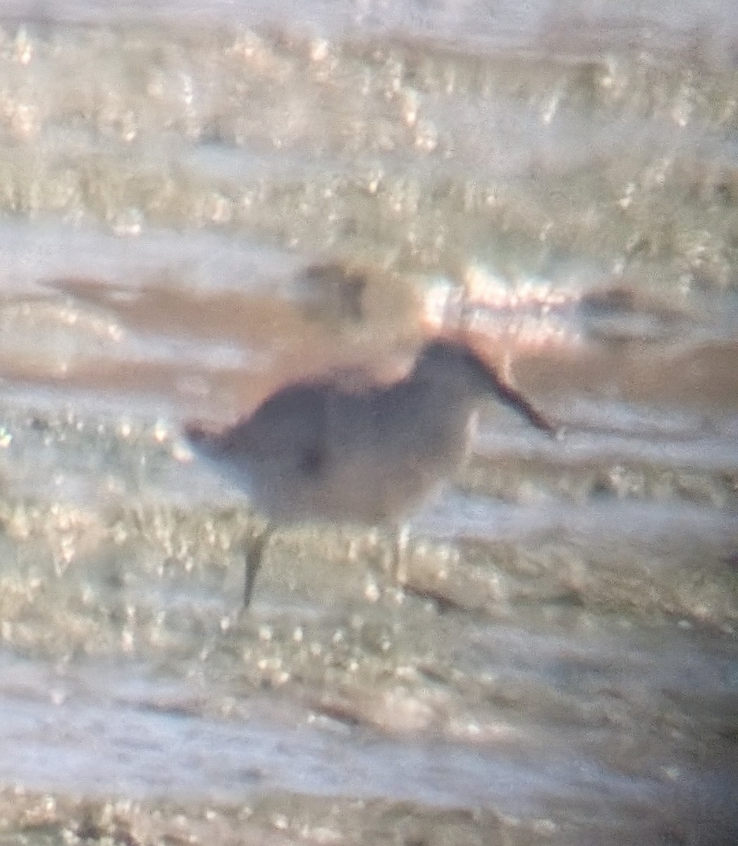 Calidris sp. - ML641983187