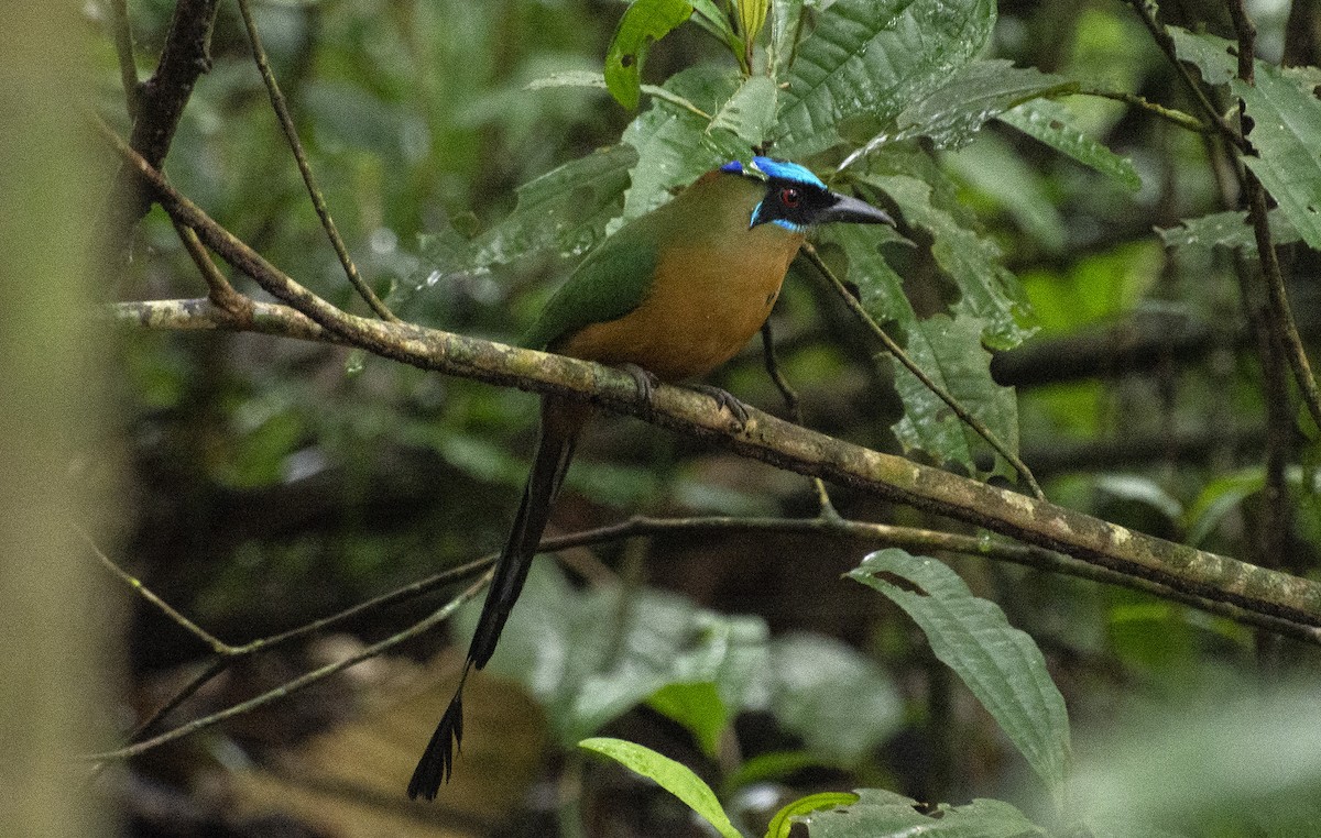 Amazonasmotmot - ML641983226