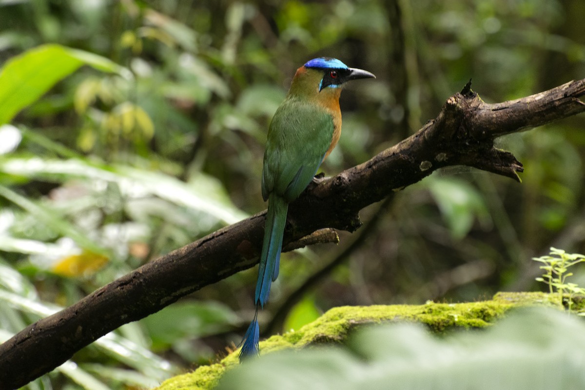 Amazonasmotmot - ML641983227