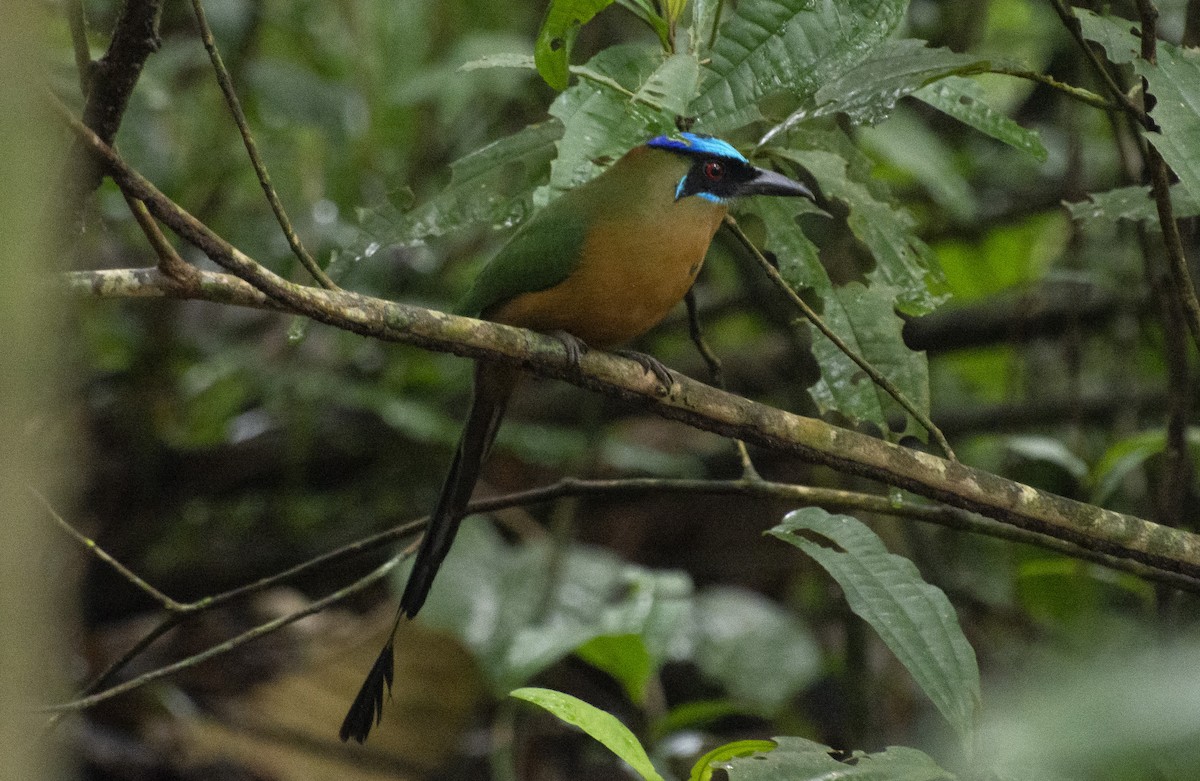 Amazonasmotmot - ML641983228